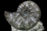 Tall Triassic Ammonite (Ceratites) Cluster - Germany #94090-1